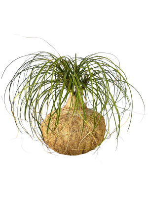 Kokedama Pata de Elefante GRANDE