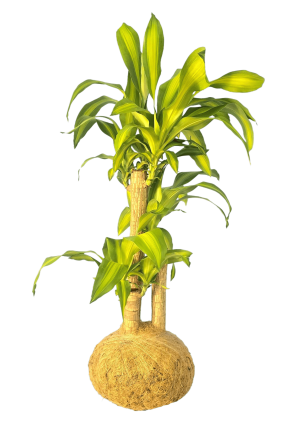 Kokedama Palo de Brasil GRANDE
