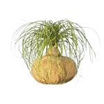 Kokedama Pata de Elefante GRANDE