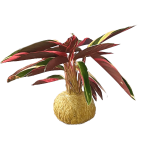 Kokedama Calathea Pluma de Indio GRANDE