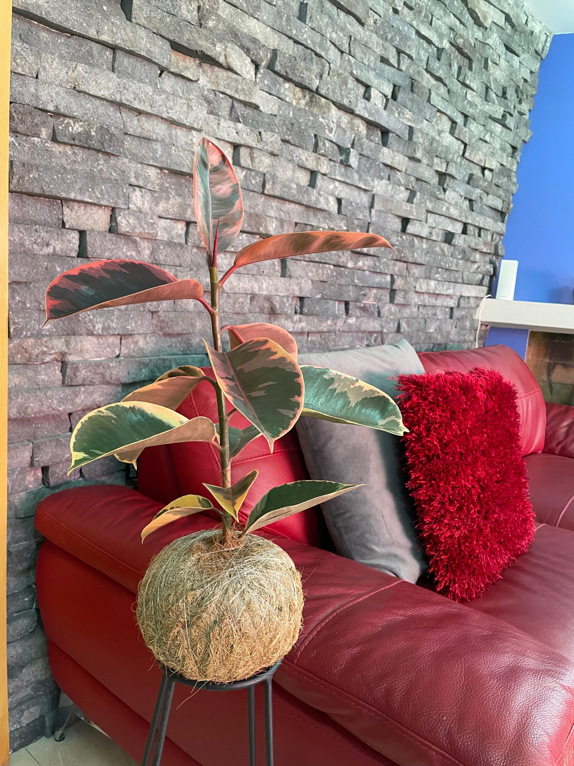 Kokedama Hule Variegado - Imagen 2