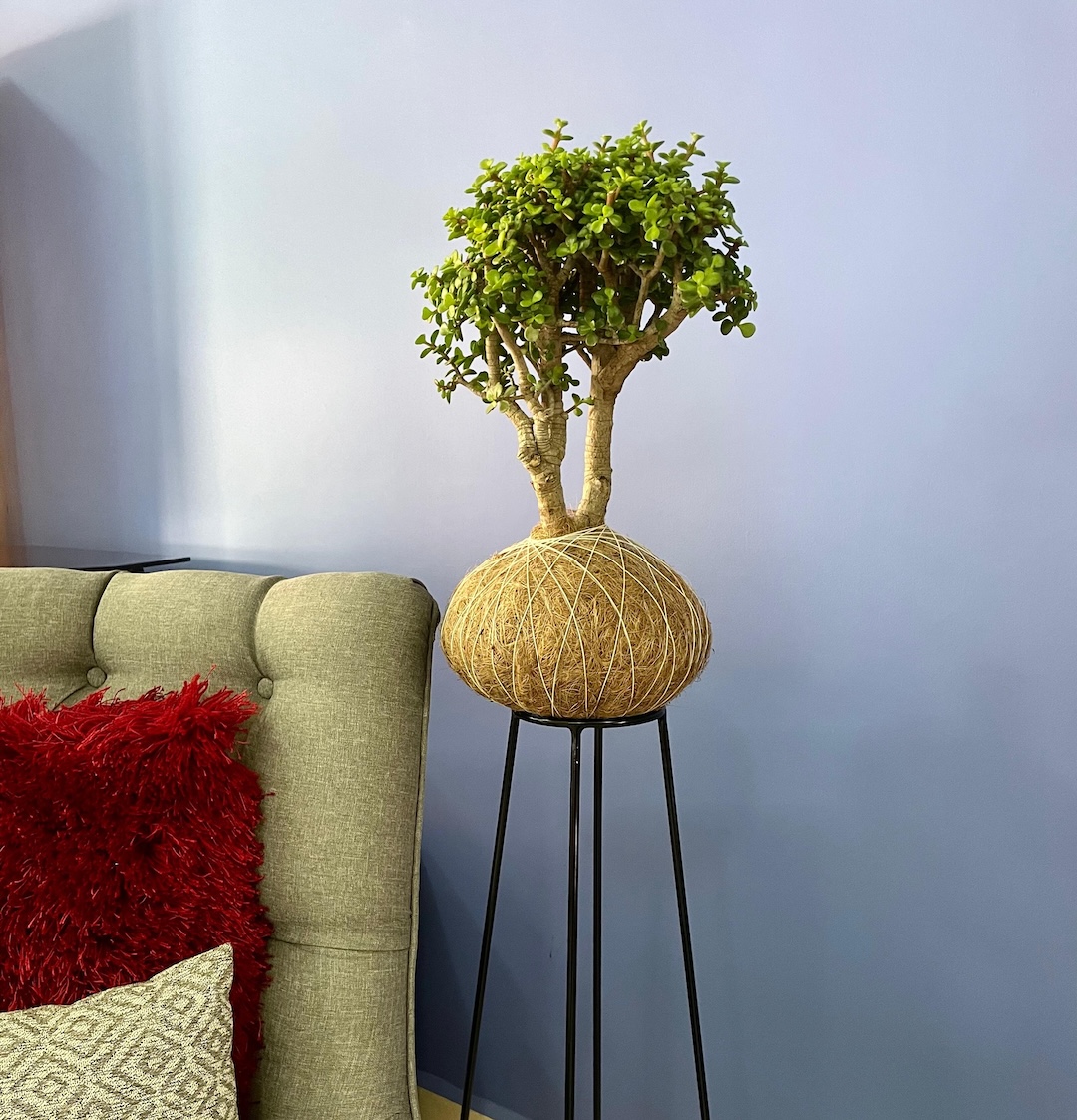 Kokedama Árbol de la Abundancia GRANDE - Imagen 3