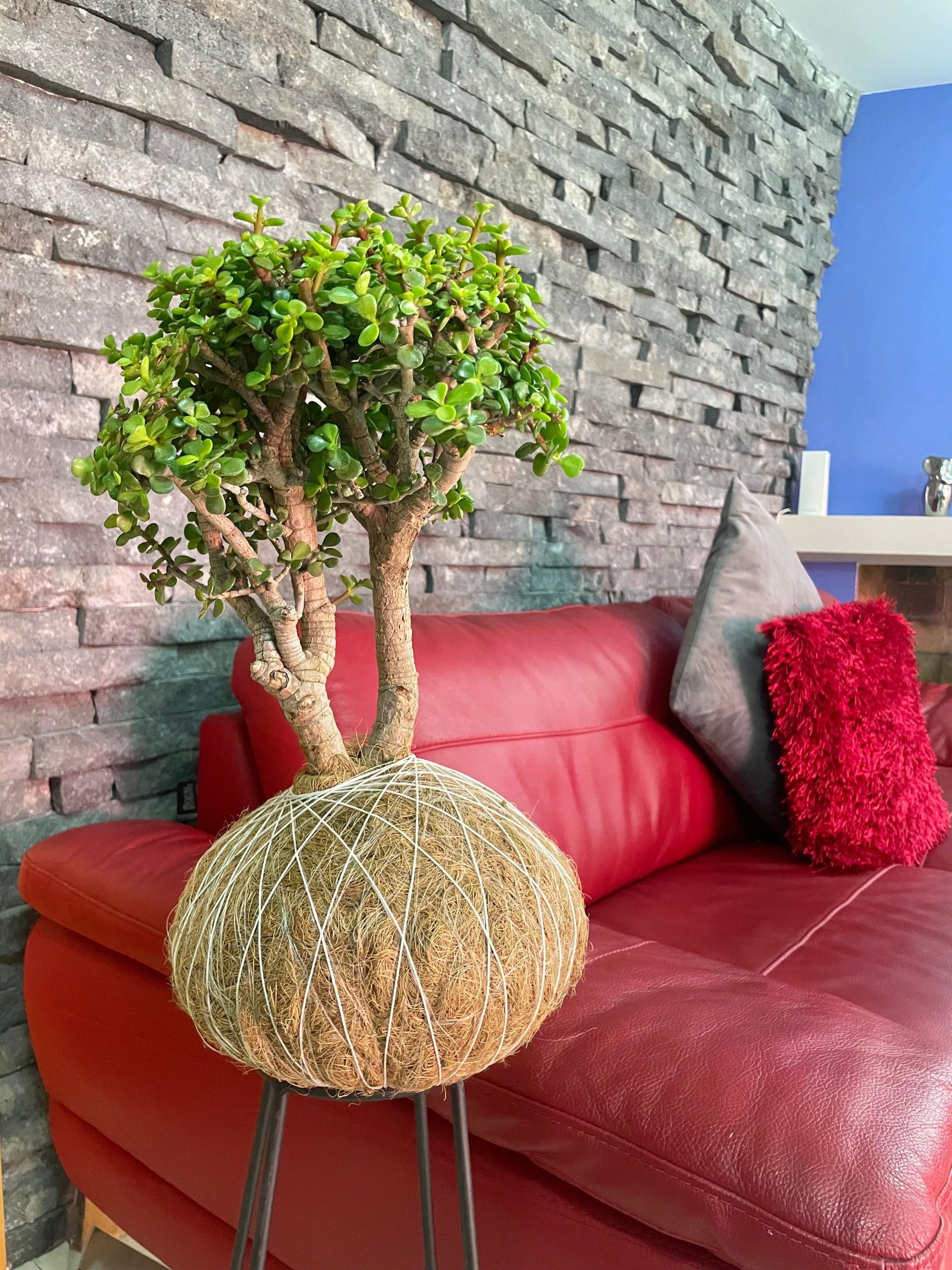 Kokedama Árbol de la Abundancia GRANDE - Imagen 2