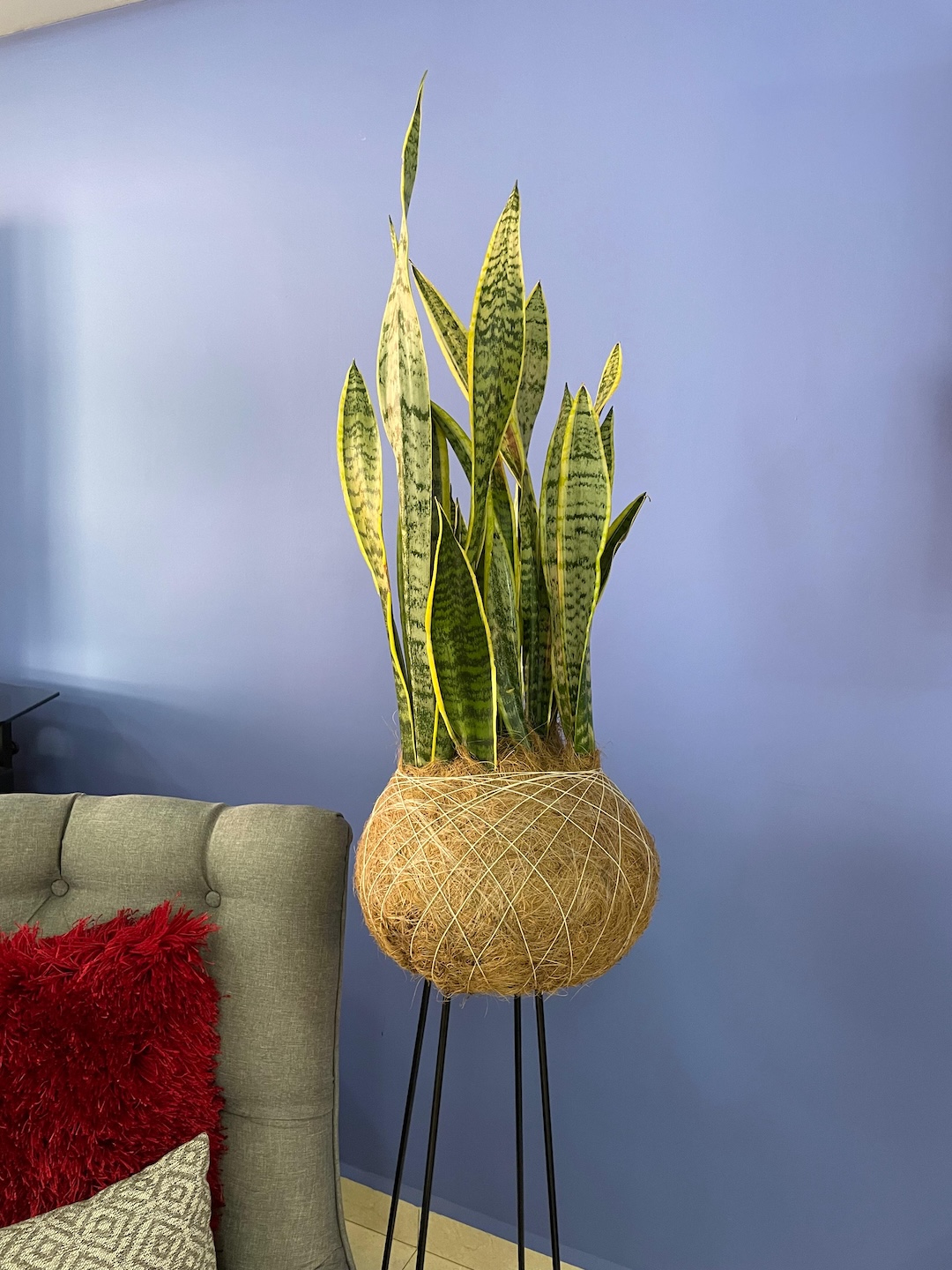 Kokedama Lengua de Suegra GRANDE - Imagen 2