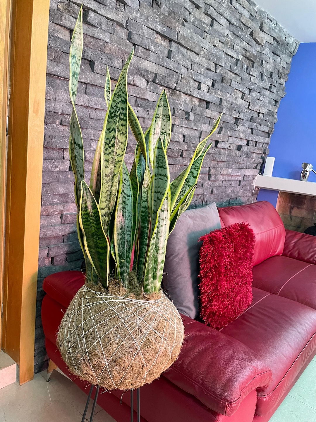 Kokedama Lengua de Suegra GRANDE - Imagen 3