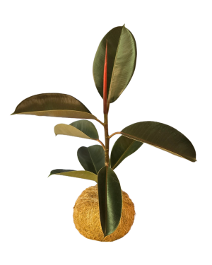 Hule Rojo Kokedama Hule Rojo