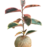 Kokedama Hule Variegado