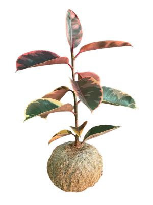 Hule Variegado Kokedama Hule Variegado