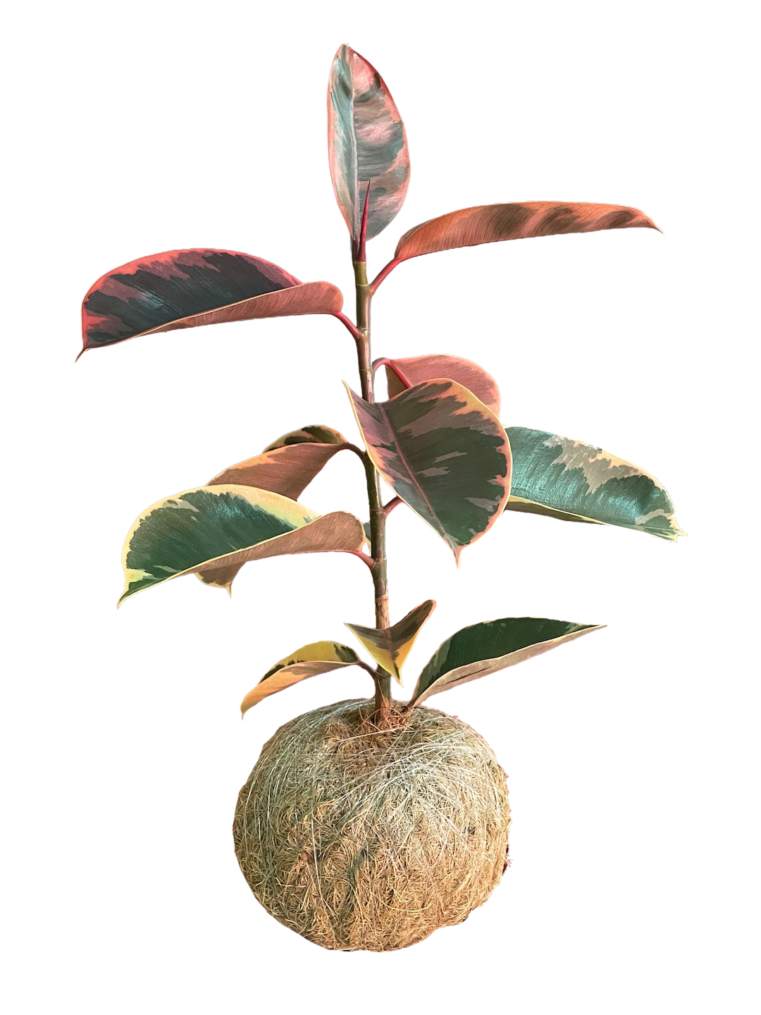 Kokedama Hule Variegado