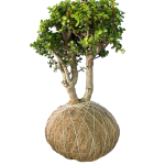 Kokedama Árbol de la Abundancia GRANDE