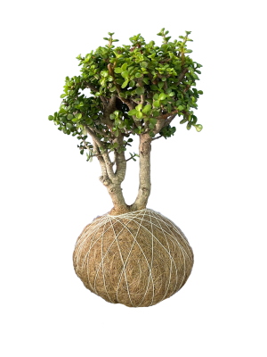 Árbol de la Abundancia Kokedama Árbol de la Abundancia GRANDE