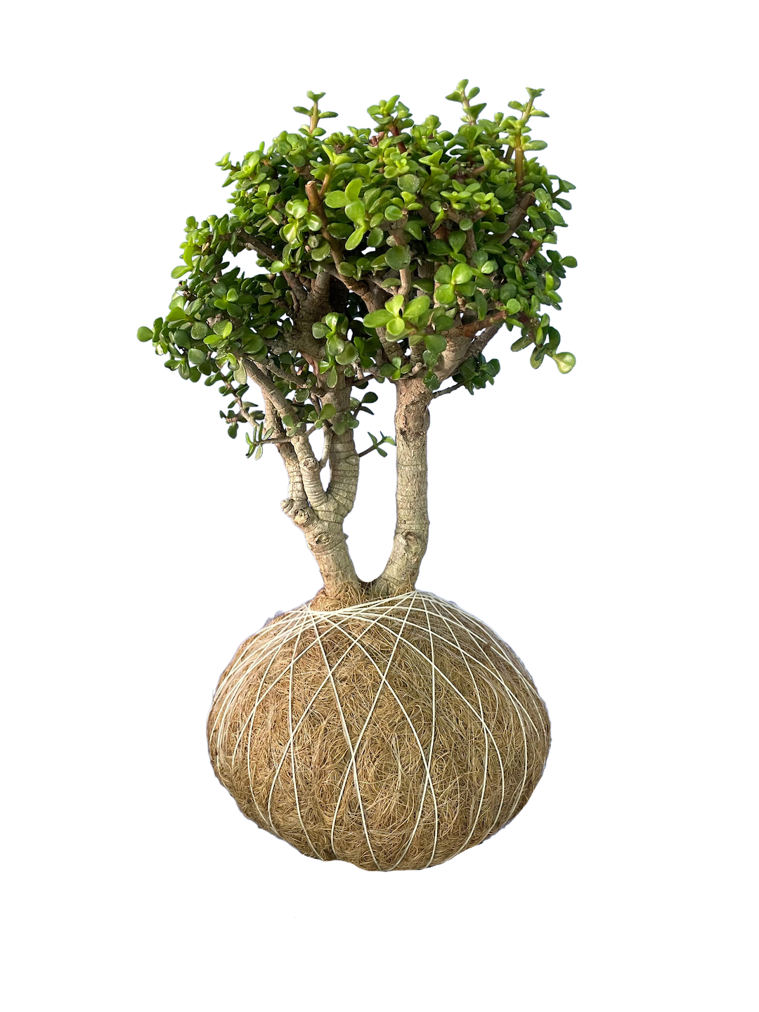 Kokedama Árbol de la Abundancia GRANDE