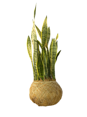 Lengua de Suegra Kokedama Lengua de Suegra GRANDE