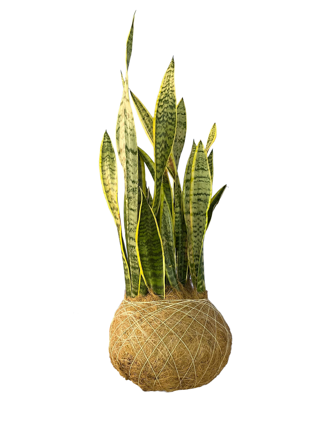 Kokedama Lengua de Suegra GRANDE