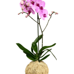 Orquídea - 1 vara ramificada