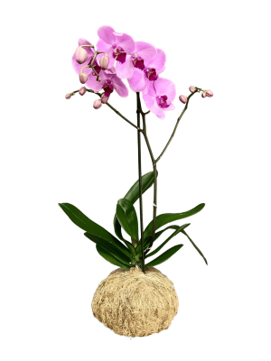 Orquídea - 1 vara ramificada