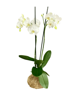Orquídea - 2 varas ramificadas